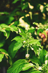 passion, and beauty.   
Cultural Significance: It has been used in various cultural traditions, including as a decorative element in festivals and ceremonies.
