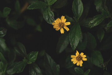  is a vibrant and resilient groundcover that has captured the attention of gardeners and ecologists alike.  While prized for its cheerful yellow flowers and ease of growth, its aggressive spreading ha