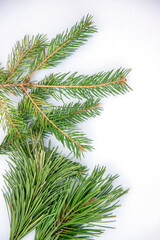 Fresh pine branches arranged on a light background showcasing the vibrant green needles and distinct textures of winter foliage