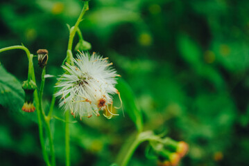 Cogon grass is shining beautifully.