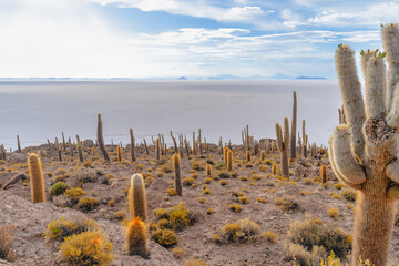 サボテンが彩る絶景 - ウユニ塩湖 インカワシ島