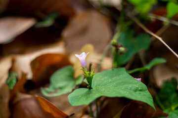  plant is not recommended without consulting a qualified healthcare professional. Ipomoea triloba,...