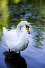 A beautiful swan with a yellow beak stands gracefully in water