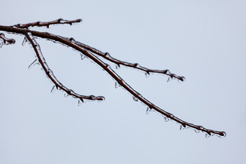 Icy branch