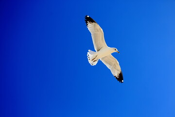 Gaviota de Delaware (Larus delawarensis) en Bahía de Kino, Sonora, México