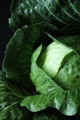 Whole ripe head of cabbage on dark background, closeup