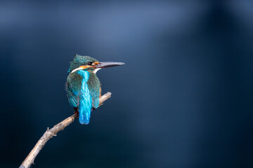 Male common Kingfisher (Alcedo atthis) perching image with blue background