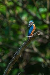 Male common Kingfisher (Alcedo atthis) perching image with green background