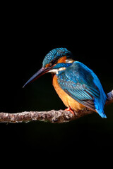 Male common Kingfisher (Alcedo atthis) perching image with black background