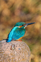 Male common Kingfisher (Alcedo atthis) perching image with brown background