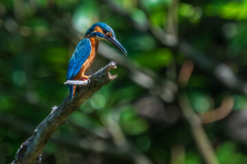 Male common Kingfisher (Alcedo atthis) perching image with green background
