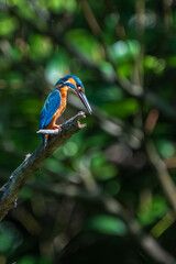 Male common Kingfisher (Alcedo atthis) perching image with green background