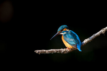 Male common Kingfisher (Alcedo atthis) perching image with black background