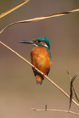 Male common Kingfisher (Alcedo atthis) perching image with brown background