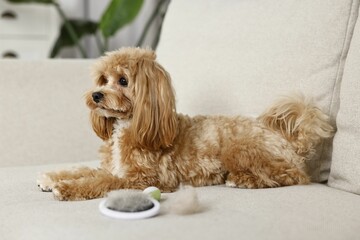 Cute dog and brush with pet's hair on sofa indoors