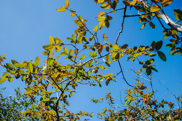 Nature leaves, green tropical forest, background illustration concept