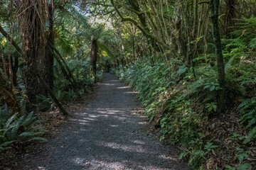 Fototapeta premium Hiking through the forest and several waterfalls in the Catlins lush native bush