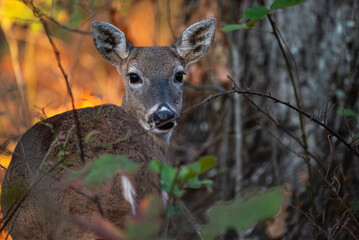 Whitetail Deer