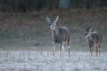 Whitetail Deer