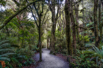 Hiking through the forest and several waterfalls in the Catlins lush native bush