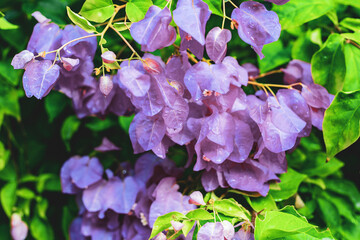 The Symbolism of Bougainvillea
In many cultures, bougainvillea holds symbolic significance. In some...