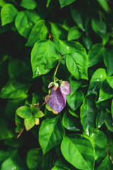 The Symbolism of Bougainvillea
In many cultures, bougainvillea holds symbolic significance. In some parts of the world, it is associated with passion, resilience, and good luck.