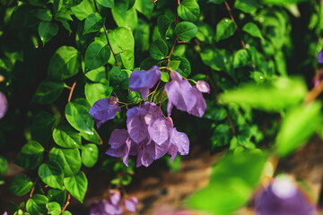 The Symbolism of Bougainvillea
In many cultures, bougainvillea holds symbolic significance. In some parts of the world, it is associated with passion, resilience, and good luck.