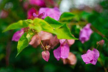 Bougainvillea's versatility makes it a popular choice for landscaping and gardening. It can be used to create stunning vertical gardens, colorful hedges, and vibrant ground covers. Its ability to thri