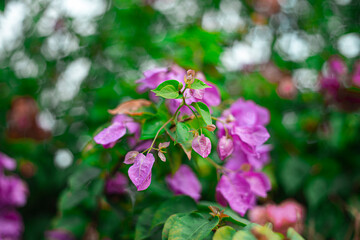 Bougainvillea's versatility makes it a popular choice for landscaping and gardening. It can be used to create stunning vertical gardens, colorful hedges, and vibrant ground covers. Its ability to thri