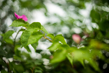 Bougainvillea's versatility makes it a popular choice for landscaping and gardening. It can be used to create stunning vertical gardens, colorful hedges, and vibrant ground covers. Its ability to thri