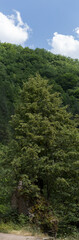 Rhodopes, are a mountain range in Southeastern Europe. Bulgaria. Panorama. The forest area covers the mountains.