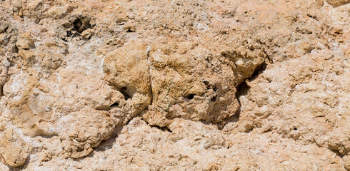 Fossil corals of the Red Sea. Ancient creatures, turned into stone. Reef corals.