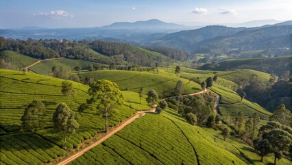 Fototapeta premium Breathtaking View of Magwa Tea Plantation in South Africa: Lush Green Hills, Rolling Landscapes, and Vibrant Tea Fields Under a Clear Blue Sky