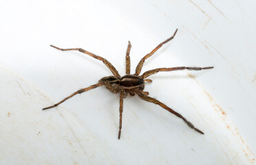 Hogna radiata is a species of wolf spider. A male insect with seven legs.
