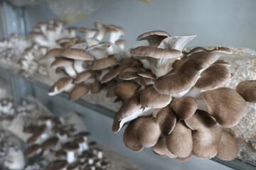 Cluster of Oyster Mushrooms Growing Indoors on Organic Medium in Closeup