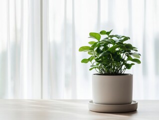 A vibrant green plant in a white pot on a wooden table, illuminated by soft natural light through sheer curtains.
