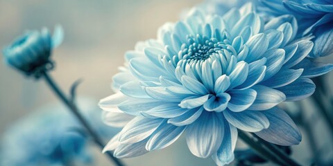 Obraz premium Close-Up of Blue Toned Chrysanthemum Flower in Candid Photography Style, Capturing Nature's Beauty and Intricacies with Emphasis on Petals and Textures for Floral Enthusiasts