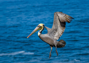 2024-01-31 A LARGE BROWN PELICAN IN FLIGHT WITH WINGS EXTENDED AND A BRIGTH FACE WITH A BLUE PACIFIC OCEAN IN THE BACKGROUND IN LA JOLLA CALIFORNIA NEAR SAN DIEGO
