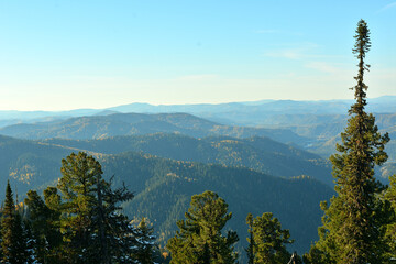View through the tops of tall cedars to picturesque mountain ranges and taiga on a sunny autumn evening.
