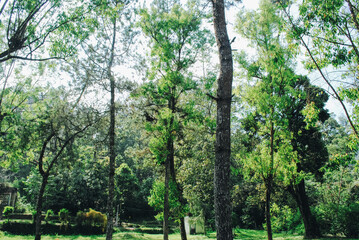Stunning views of the lush green forest, featuring tall trees and beautiful leaves