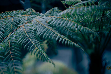 Polypodiopsida, commonly known as true ferns, is a class of vascular plants that reproduce via...