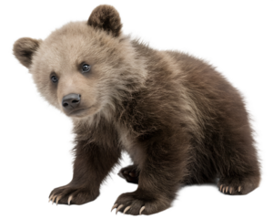 Playful Brown Bear Cub Isolated on Transparent Background. PNG