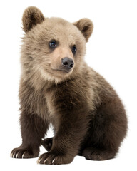 Obraz premium Playful Brown Bear Cub Isolated on Transparent Background. PNG
