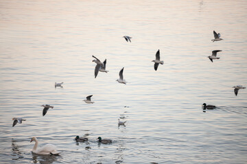 A flock of black-headed gulls (Chroicocephalus ridibundus) in winter plumage flies low above the Danube in Belgrade, Serbia. The serene waters reflect the birds in graceful motion.