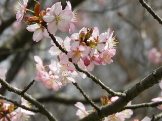 日本の花・桜