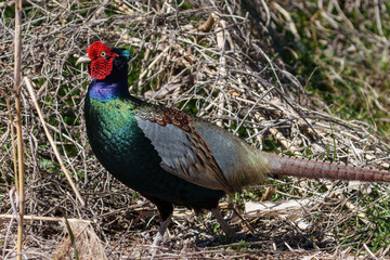 Japanese green pheasants (Phasianus versicolor) walk in fields