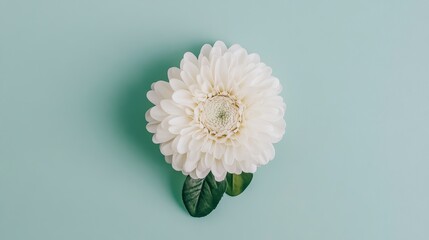 Obraz premium Elegant White Flower on Light Green Background for Minimalist Design