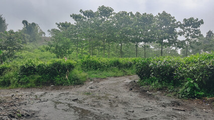 Obraz premium Stunning views of the lush green forest, featuring tall trees and beautiful leaves