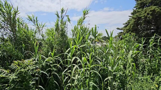 Green plants wave in gentle breeze under blue sky with white clouds
