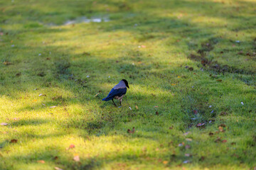 A black bird is walking on a green field